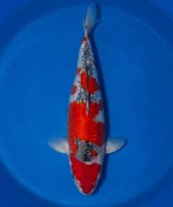 Gin Goshiki koi South Africa — Kawakami female Nisai 44cm, bright orange Hi with strong Gin Rin scaling, top-down view