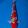 Gin Rin Goshiki koi for sale — Kawakami Nisai [SIZE]cm, Hi-dominant pattern with full head Hi, top-down view