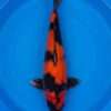Otsuka Hi Utsuri koi for sale — female 48cm, deep lacquered sumi over orange-red Hi with menware, top-down view
