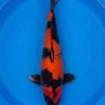 Otsuka Hi Utsuri koi for sale — female 48cm, deep lacquered sumi over orange-red Hi with menware, top-down view