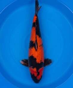 Otsuka Hi Utsuri koi for sale — female 48cm, deep lacquered sumi over orange-red Hi with menware, top-down view