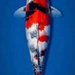 Isa Showa female koi 46cm with three-step Hi pattern, wrapping sumi and motoguruma pectoral fins, top view