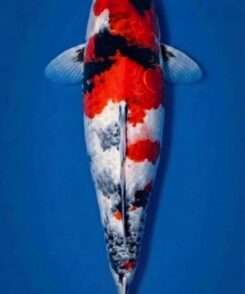 Isa Showa female koi 46cm with three-step Hi pattern, wrapping sumi and motoguruma pectoral fins, top view