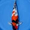 Isa Showa female koi 46cm with three-step Hi pattern, wrapping sumi and motoguruma pectoral fins, top view