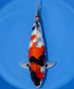 Isa Showa female koi 46cm with three-step Hi pattern, wrapping sumi and motoguruma pectoral fins, top view