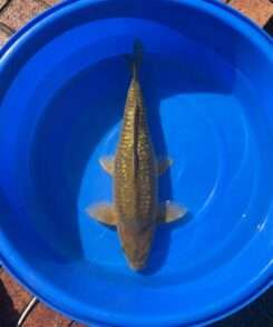 Chagoi koi, female, 48 cm, top view, bronze-olive body, net scale pattern with golden sheen, brown head, amber fins, in blue bowl