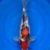Dainichi Showa female koi, 42cm, top view, red head plate, red shoulder plate with sumi, netted sumi along the back, white skin
