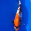 Dainichi Showa female koi, 40cm, top view, sumi band across the shoulders, deep red plate, motoguro pectorals