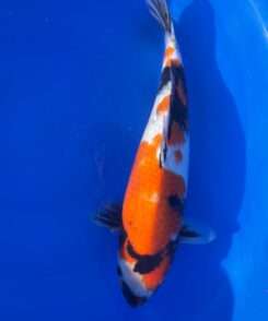 Dainichi Showa female koi, 40cm, top view, sumi band across the shoulders, deep red plate, motoguro pectorals