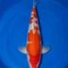 Dainichi Kohaku koi, 44cm, top view, deep red head plate, large red body plate, snow-white skin, white nose