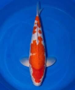 Dainichi Kohaku koi, 44cm, top view, deep red head plate, large red body plate, snow-white skin, white nose
