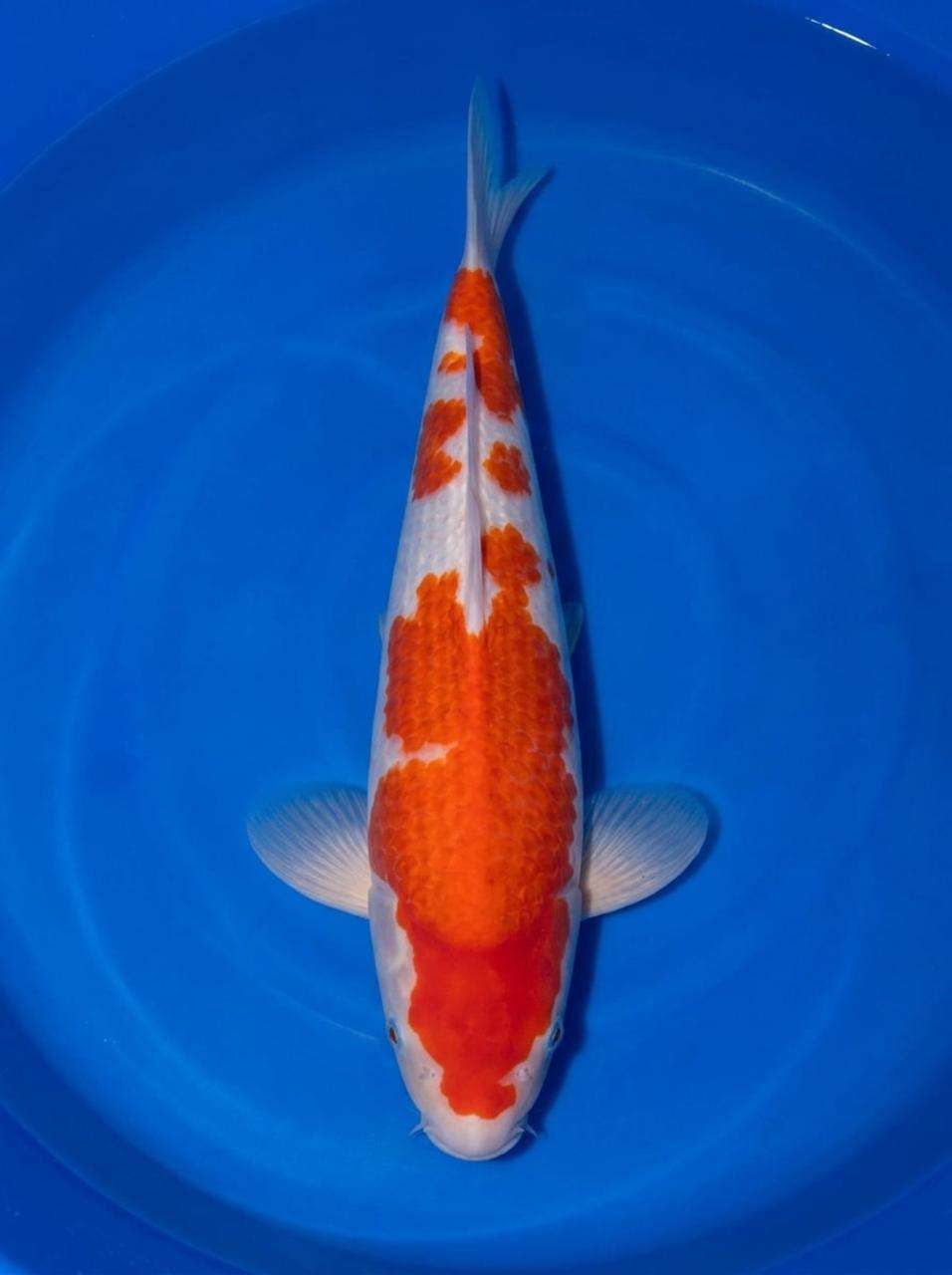 Dainichi Kohaku koi, 44cm, top view, deep red head plate, large red body plate, snow-white skin, white nose