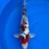 Dainichi Showa male koi, 43cm, top view, red head plate, netted sumi along the back, red patches, bright white skin