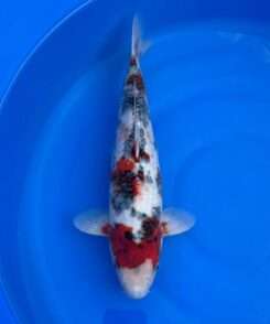 Dainichi Showa male koi, 43cm, top view, red head plate, netted sumi along the back, red patches, bright white skin
