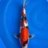 Doitsu Showa koi, 36 cm, top view, deep red, black sumi on head and body, white base, black pectoral fins, in blue bowl