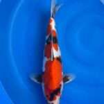 Doitsu Showa | 36 cm SKU: OGT-SHO-UNK-U-36-2601-078 Doitsu Showa koi, 36 cm, top view, deep red, black sumi on head and body, white base, black pectoral fins, in blue bowl