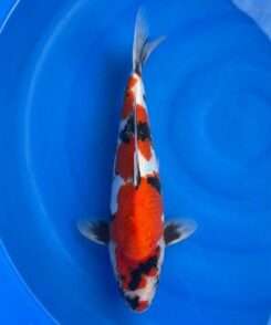 Doitsu Showa koi, 36 cm, top view, deep red, black sumi on head and body, white base, black pectoral fins, in blue bowl