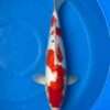Kohaku koi, 43cm, top view, deep red head plate, flowing red body pattern, snow-white skin, white nose