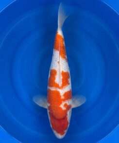 Gin Rin Kohaku koi, 40cm, top view, red head plate, red body plates, snow-white skin, sparkling gin rin scales