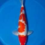 Momotaro Gin Rin Kohaku | 38 cm SKU: OGT-GIN-KOH-MOM-U-38-2601-070 Momotaro Gin Rin Kohaku koi, 38cm, top view, red head to nose, four-step red pattern, sparkling gin rin scales, white skin