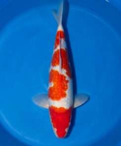 Momotaro Gin Rin Kohaku koi, 38cm, top view, red head to nose, four-step red pattern, sparkling gin rin scales, white skin