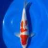 Gin Rin Kohaku koi, 41cm, top view, deep red head plate, red plates beside the dorsal fin, clean white skin, strong gin rin