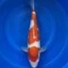 Gin Rin Kohaku female koi, 40cm, top view, three-step Sandan red pattern, snow-white skin, sparkling gin rin scales