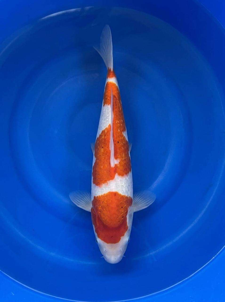Gin Rin Kohaku female koi, 40cm, top view, three-step Sandan red pattern, snow-white skin, sparkling gin rin scales