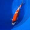 Isa Showa female koi 44cm, top view, sumi band across white head with large red plates