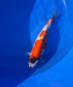 Isa Showa female koi 44cm, top view, sumi band across white head with large red plates