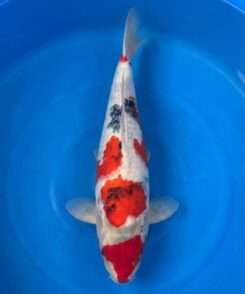 Isa Showa koi, 44cm, top view, red head plate, vivid red markings, bright white skin, developing sumi