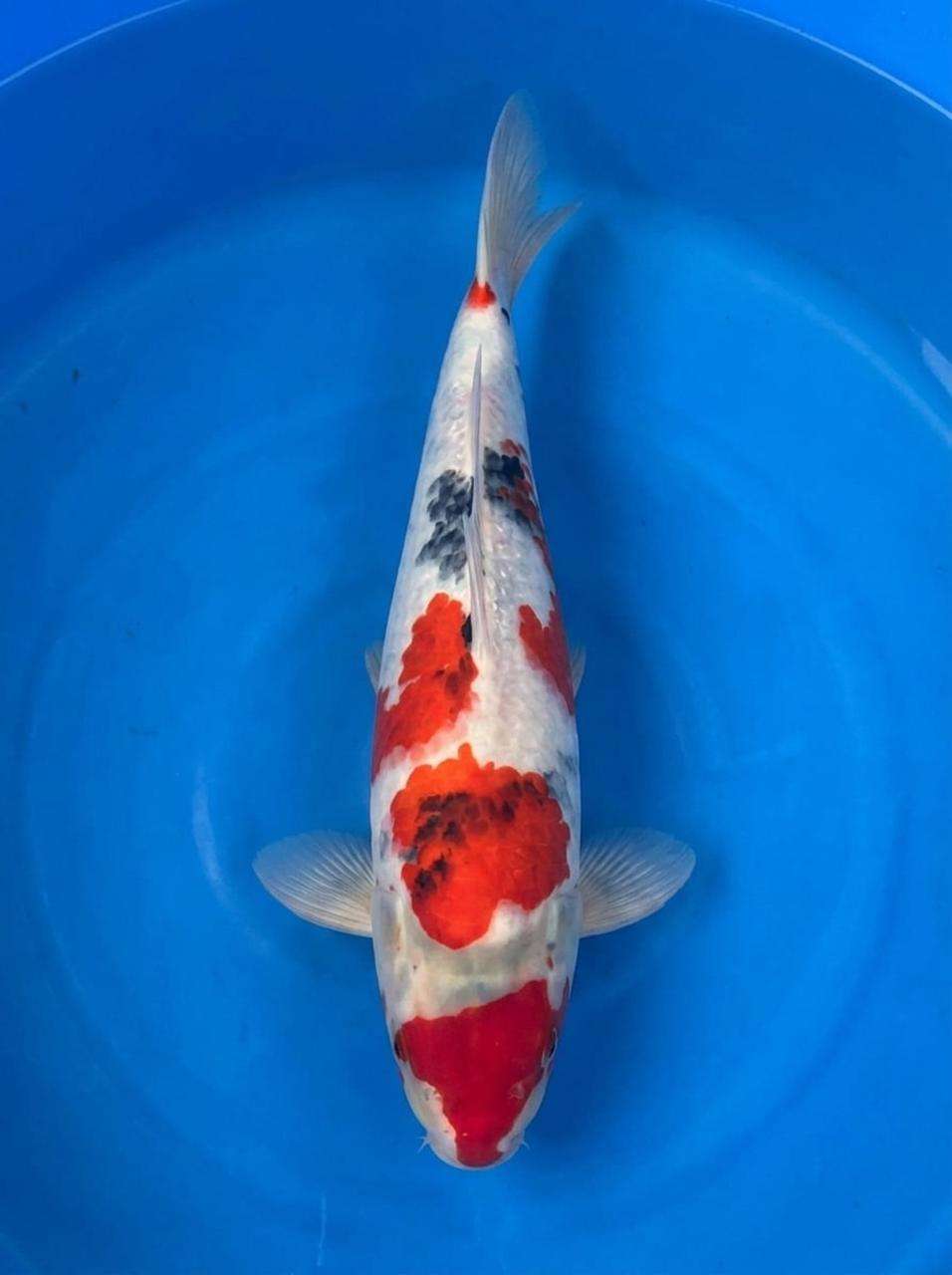 Isa Showa koi, 44cm, top view, red head plate, vivid red markings, bright white skin, developing sumi