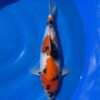 Isa Showa koi, female, 44 cm, top view, red head and shoulder plate, black sumi on face and along the back, white skin, light motoguro pectoral fins, in blue bowl