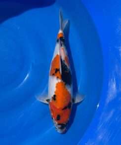 Isa Showa koi, female, 44 cm, top view, red head and shoulder plate, black sumi on face and along the back, white skin, light motoguro pectoral fins, in blue bowl