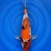 Isa Showa koi, female, 40 cm, top view, deep red head and body, black sumi on face and shoulder, white flank, motoguro pectoral fins, in blue bowl