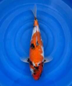 Isa Showa koi, female, 40 cm, top view, deep red head and body, black sumi on face and shoulder, white flank, motoguro pectoral fins, in blue bowl