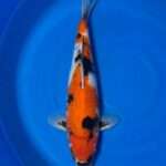 Isa Showa | Female | 38 cm SKU: OGT-SHO-ISA-F-38-2601-079 Isa Showa koi, female, 38 cm, top view, bright red head and back, black sumi on nose and shoulders, white base, motoguro pectoral fins, in blue bowl
