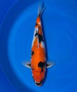 Isa Showa koi, female, 38 cm, top view, bright red head and back, black sumi on nose and shoulders, white base, motoguro pectoral fins, in blue bowl