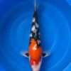Isa Showa male koi, 40cm, top view, red head and shoulder plate, heavy black sumi on the back, motoguro pectorals