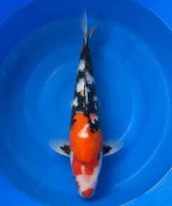 Isa Showa male koi, 40cm, top view, red head and shoulder plate, heavy black sumi on the back, motoguro pectorals