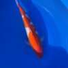 Momotaro Kohaku koi, 43 cm, top view, red head plate, white nose, winding red pattern along shoulders and body, bright white skin, clear fins, in blue bowl