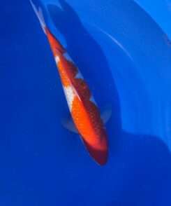 Momotaro Kohaku koi, 43 cm, top view, red head plate, white nose, winding red pattern along shoulders and body, bright white skin, clear fins, in blue bowl