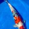 Isa Maruten Showa koi, 45cm, top view, red maruten head spot, red body plate, crisp sumi stones, bright white skin