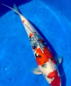 Isa Maruten Showa koi, 45cm, top view, red maruten head spot, red body plate, crisp sumi stones, bright white skin