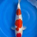 Momotaro Maruten Kohaku | 42 cm SKU: OGT-KOH-MOM-U-42-2601-069 Momotaro Maruten Kohaku koi, 42cm, top view, round red maruten head spot, red body plates, snow-white skin, white shoulders