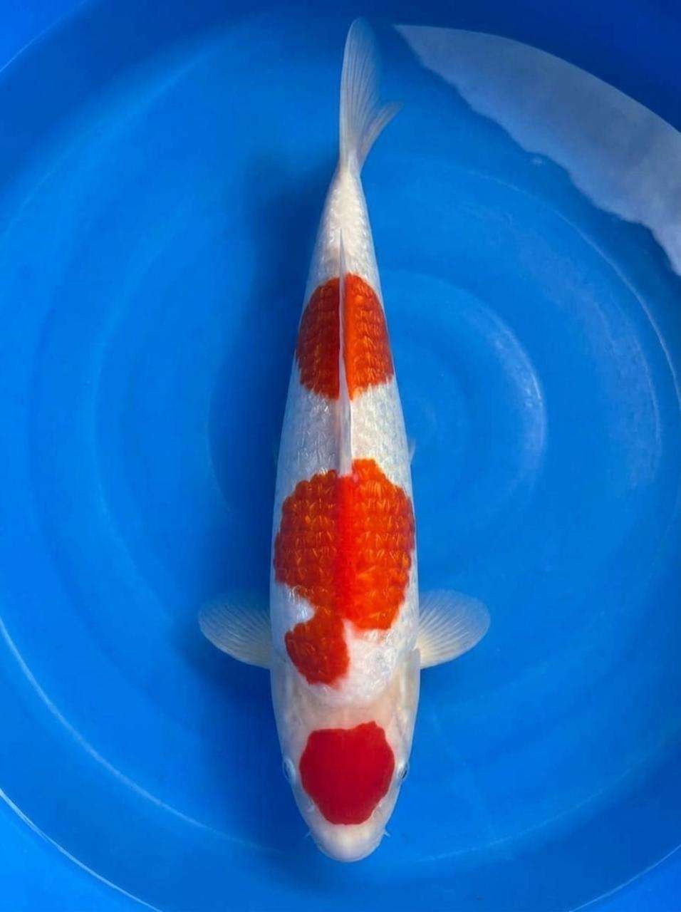 Momotaro Maruten Kohaku koi, 42cm, top view, round red maruten head spot, red body plates, snow-white skin, white shoulders