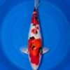 Momotaro Sanke female koi, 45cm, top view, clean red head plate, red shoulder plate with sumi stones, bright white skin