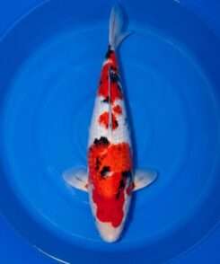 Momotaro Sanke female koi, 45cm, top view, clean red head plate, red shoulder plate with sumi stones, bright white skin