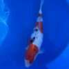 Momotaro Sanke koi, 55cm, top view, red head plate, crisp sumi stones, bright white skin