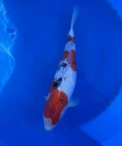 Momotaro Sanke koi, 55cm, top view, red head plate, crisp sumi stones, bright white skin